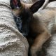 Purebred Belgian Malinois Puppies for Sale